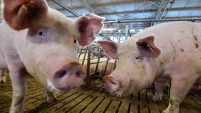 Regierung sieht Risiko eines Schweinepest-Ausbruchs in Deutschland