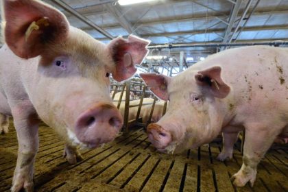 Regierung sieht Risiko eines Schweinepest-Ausbruchs in Deutschland