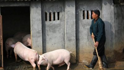 China: Verheerende Auswirkungen der Schweinepest – Umweltschutzgebiete werden zur Neuzucht freigegeben