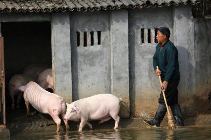 China: Verheerende Auswirkungen der Schweinepest – Umweltschutzgebiete werden zur Neuzucht freigegeben