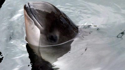 Fast 300 tote Schweinswale an deutscher Ostseeküste 2019