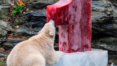 Berliner Eisbärenmädchen Hertha: Eine Eisbombe zum ersten Geburtstag
