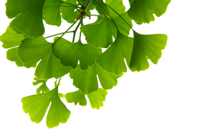 Ginkgo Biloba – Von Johann Wolfgang von Goethe