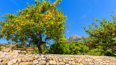 Kennst du das Land, wo die Zitronen blühn? – Von Johann Wolfgang von Goethe