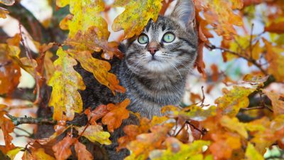 Juristen fordern Ausgehverbot für Katzen