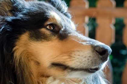 Hund 40-mal angeschossen, gefesselt und lebendig begraben – dann hörten Retter ihr Wimmern