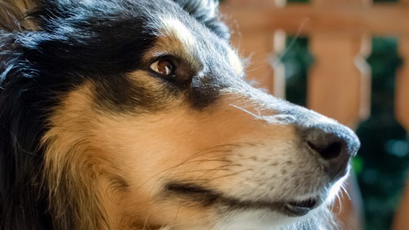 Hund 40-mal angeschossen, gefesselt und lebendig begraben – dann hörten Retter ihr Wimmern