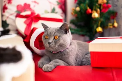 Tiere sind keine Weihnachtsgeschenke