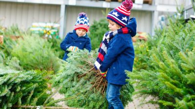 Keine Ökologie bei Weihnachtsbaumkauf – Die Nordmanntanne dominiert