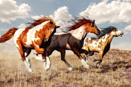 11.000 Hektar für Wildpferde: Cowboy schenkt Hunderten Mustangs ein Leben in Freiheit