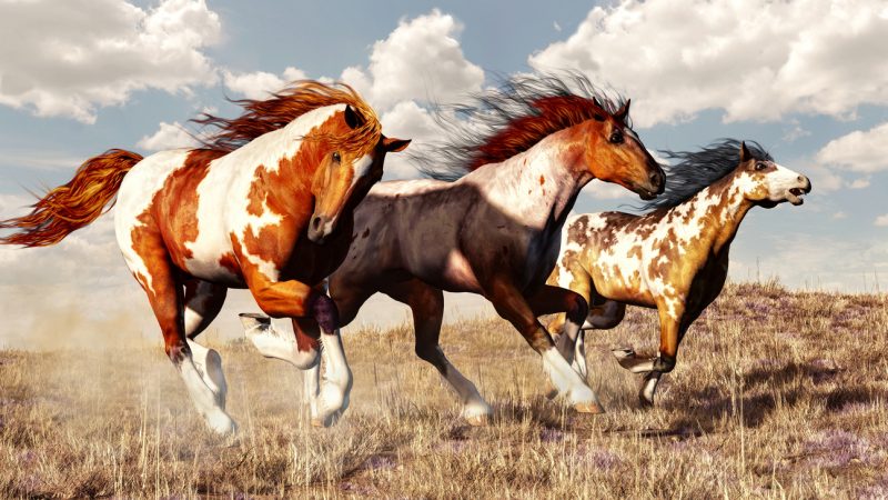 11.000 Hektar für Wildpferde: Cowboy schenkt Hunderten Mustangs ein Leben in Freiheit