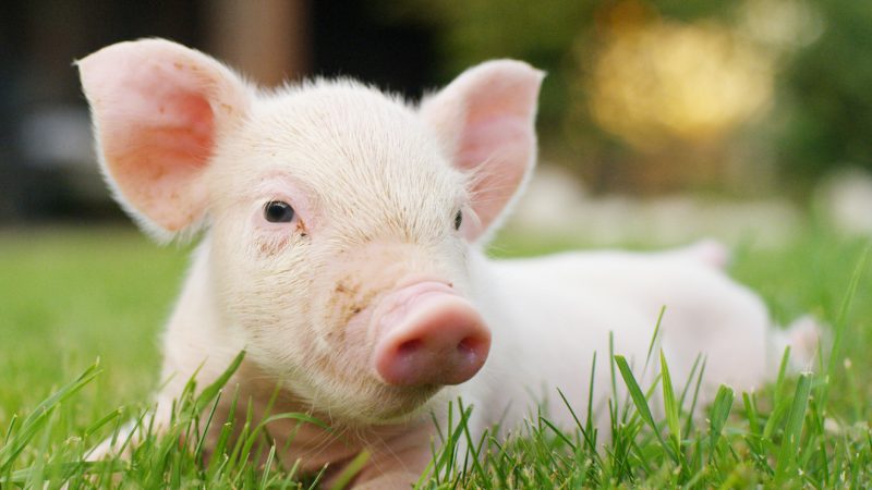 China senkt Anfang Januar Importzölle auf Schweinefleisch