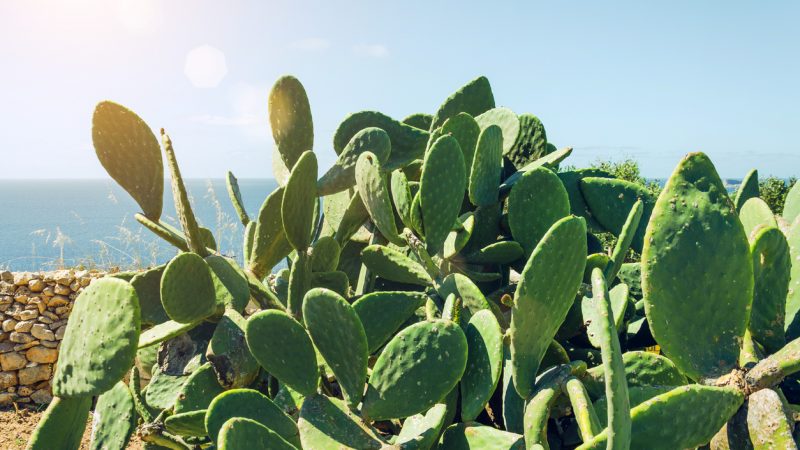 Mexikaner erfinden veganes Kunstleder aus Kaktusfeigen