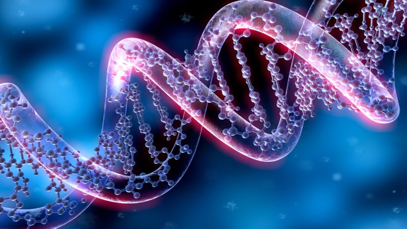 DNA besteht aus zwei Halbsträngen RNA.