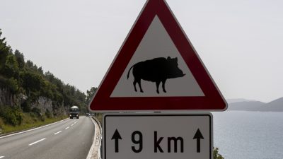 Wildschweinrotte verursacht Unfallserie auf A6 in Baden-Württemberg