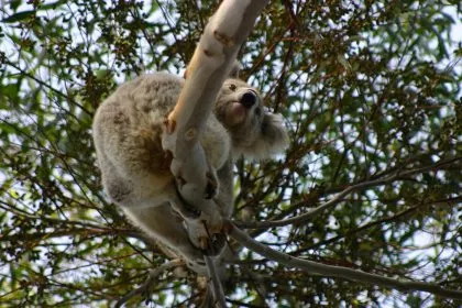Australierin rettete verbrannten Koala vor dem Buschfeuer mit ihrem Oberteil