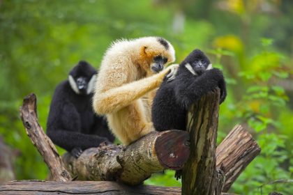 Zootier des Jahres 2019: Erfolgreiche Kampagne verhilft Gibbons zu Bodyguards