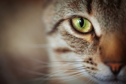 Durch die Augen der Tiere sehen – Software gewährt neue Einblicke in die Tierwelt