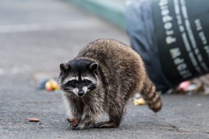 Weinseliger Waschbär torkelt über Erfurter Weihnachtsmarkt – und wurde anschließend erschossen