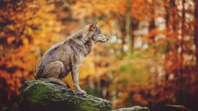 Wolf-Alarm: Wald-Kita geschlossen, Bewohner vor Wald gewarnt – Gesetz soll Abschuss erleichtern