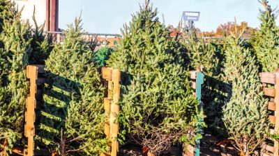Weihnachtsbäume in Magdeburg mit Buttersäure beschmiert