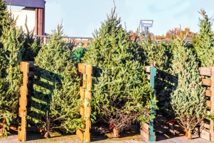 Weihnachtsbäume in Magdeburg mit Buttersäure beschmiert