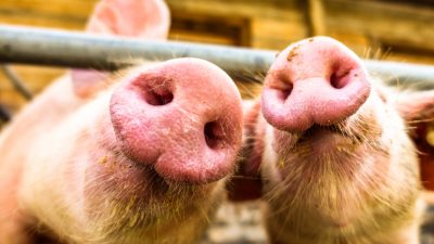 Horrorszenario für deutsche Schweinehalter – Was geschieht bei einem Ausbruch der Schweinepest?