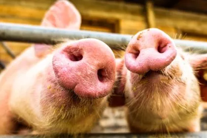 Horrorszenario für deutsche Schweinehalter – Was geschieht bei einem Ausbruch der Schweinepest?