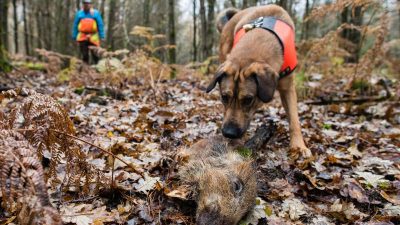 Brandenburg: Sechs weitere Schweinepest-Fälle – 46 mittlerweile insgesamt