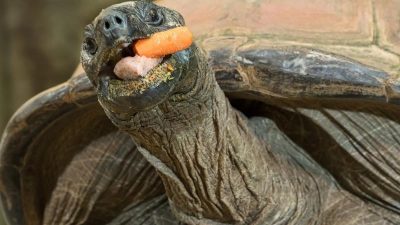 Riesenschildkröte kann sich nach neun Jahren an „Karotten-Aufgabe“ erinnern