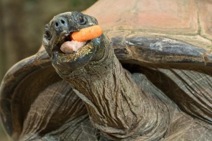 Riesenschildkröte kann sich nach neun Jahren an „Karotten-Aufgabe“ erinnern