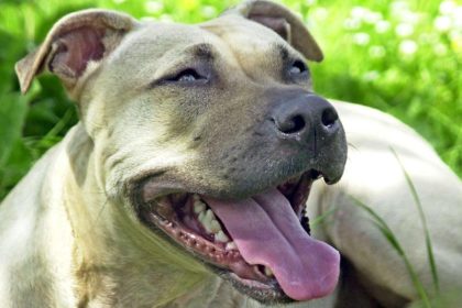 Kampfhunde beißen Jugendlichen fast tot – Prozessbeginn
