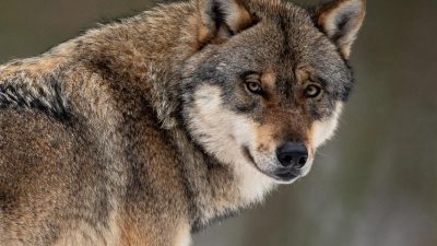 Bundestag beschließt Neuregelung zum Abschuss von Wölfen