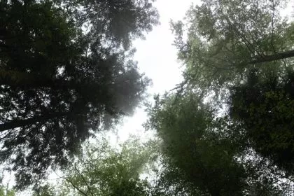 Waldbeauftragter fordert “Wald auf Rezept”
