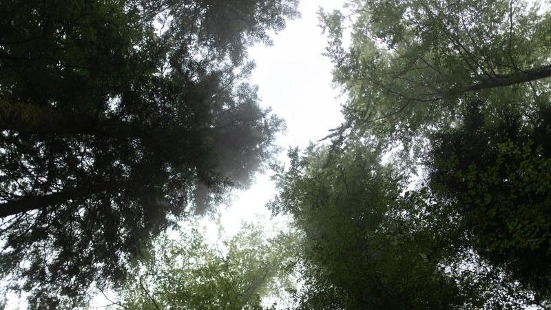 Waldbeauftragter fordert „Wald auf Rezept“