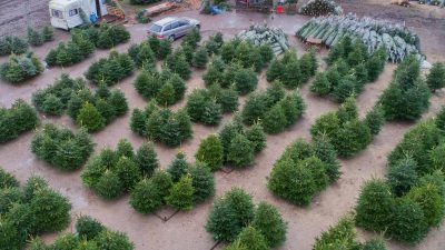 29,8 Millionen Weihnachtsbäume verkauft – Preise stabil