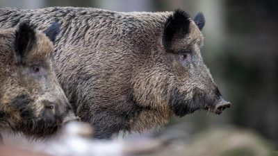 Afrikanische Schweinepest breitet sich in Brandenburg aus – bisher 38 infizierte Wildschweine