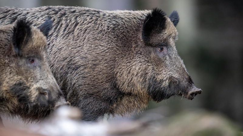Bayerns Bauernpräsident: „Der Ausbruch der Schweinepest ist nur eine Frage der Zeit“