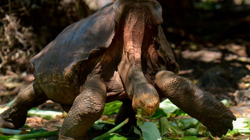 Riesenschildkröte Diego darf nach Rettung seiner Gattung in Heimat zurück