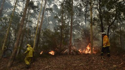 Australien: Waldbrände sind auch menschengemacht – durch das Versagen grüner Ideen