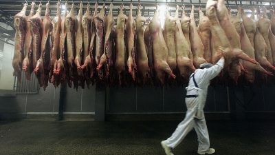 Kampf gegen Schweinepest: Bauernpräsident fordert Schutzzaun zwischen Deutschland und Polen
