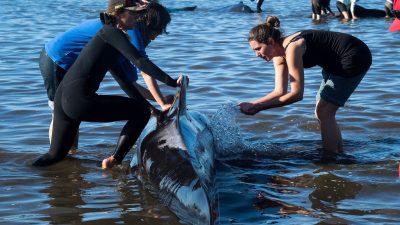 Hunderte Freiwillige wollen gestrandeten Walen in Neuseeland helfen