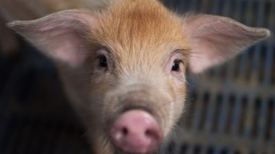Klöckner befürchtet Ausbreitung der Schweinepest nach Deutschland