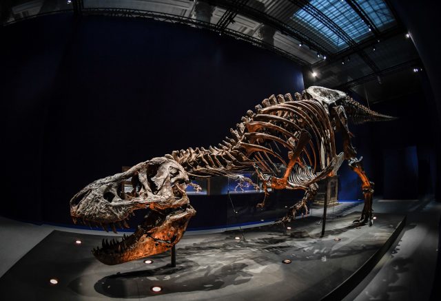 Skelette eines T. rex