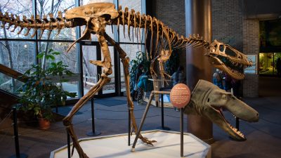 Neue Studie verwirft Theorie von Mini-Art des T. rex