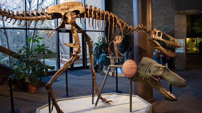 Neue Studie verwirft Theorie von Mini-Art des T. rex