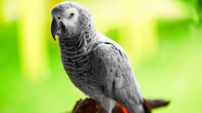 Hilfsbereite Vögel: Papageien helfen selbstlos und zeigen keinen Neid