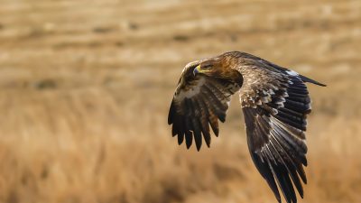 Teure Vogelüberwachung: „Frühreifer“ Steppenadler stürzte Ornithologen beinahe in den Ruin