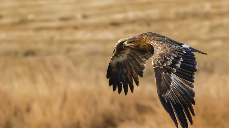 Teure Vogelüberwachung: „Frühreifer“ Steppenadler stürzte Ornithologen beinahe in den Ruin