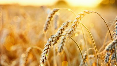 5200 Jahre altes Getreide datiert Austausch von Nutzpflanzen um 1000 Jahre zurück
